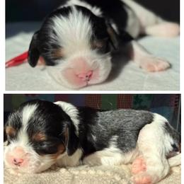 AKC Girl 1 Tri-Color - Tri-color female Cavalier King Charles Spaniel puppy in Pleasant Hill, Iowa from Harvest Creek