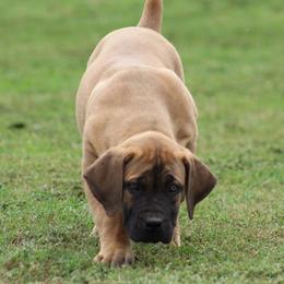 Rosey (Red) - Brown female Boerboel puppy in Shawnee, Oklahoma from TXT Boerboels