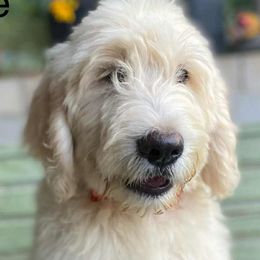 Goldendoodle Puppies from gwen odonell