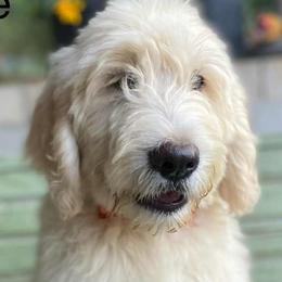 Goldendoodle Puppies from gwen odonell