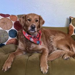 Golden Retrievers from Sidekick Retrievers