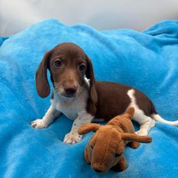 James - Piebald male Dachshund puppy in Sarah, Mississippi from White's Mississippi Doxies