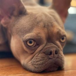 French Bulldogs from King Of The Frenchie