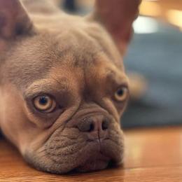 French Bulldogs from King Of The Frenchie