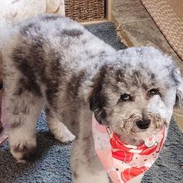 Bell - Goldendoodle