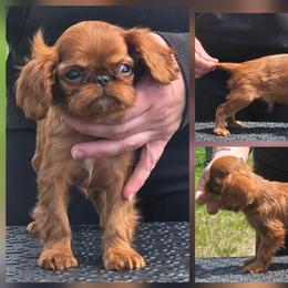 Charisma's fine wine valentine - Red male English Toy Spaniel puppy in Glenwood City, Wisconsin from NyaStar