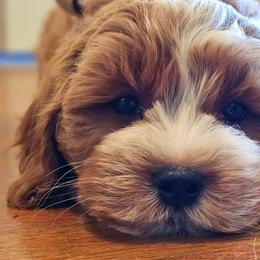 Cavalier King Charles Spaniels and Cavapoos from Puppyloversplace