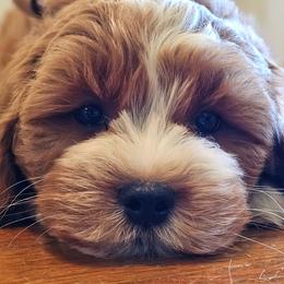 Cavalier King Charles Spaniels and Cavapoos from Puppyloversplace
