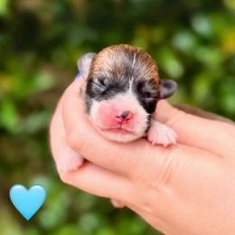 Blue Collar Girl - Red female Pembroke Welsh Corgi puppy in Yulee, Florida from Pembroke Welsh Corgis at Belle Haven