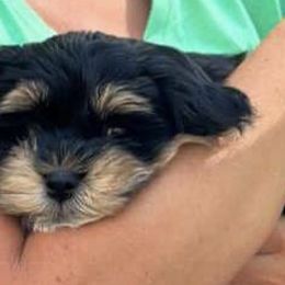 Havanese from MC'S HAVANESE