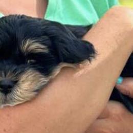 Havanese from MC'S HAVANESE