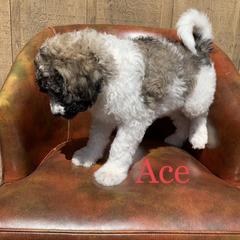 Double Doodle, Goldendoodle, and Pyredoodle Puppies from Little Muddy Doodles