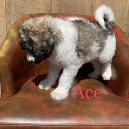 Double Doodle, Goldendoodle, and Pyredoodle Puppies from Little Muddy Doodles