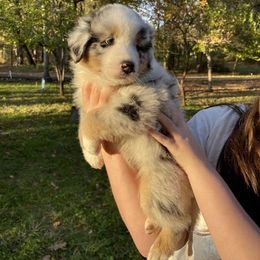 Bob - Blue merle male Australian Shepherd puppy in Trail, Oregon from Stapp's Australian Shepherds