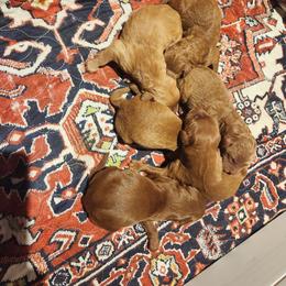 Cooper - Apricot male Goldendoodle puppy in Milwaukwe, Wisconsin from Wisconsin Doodles