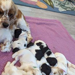 Cocker Spaniels from Van gass Puppies