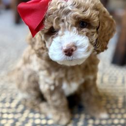 Cockapoo puppies from Ham’s Cockapoos