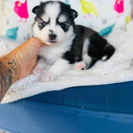 Topo Chico - Black and white male Pomsky puppy in Yavapai County, Arizona from Pawsh Pomskies