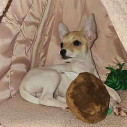 Autumn - Chihuahua