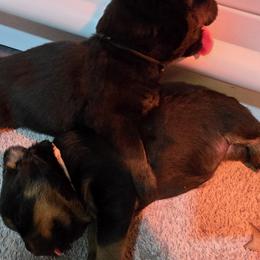 Mr. Black Collar - Black and mahogany male Rottweiler puppy in Clarksburg, West Virginia from Vom Peiffley Rottweilers, LLC