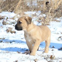 Hera - Fawn female Cane Corso puppy in Cable, Ohio from Americana Cane Corso