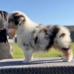 Bishop (Blue Merle Boy, Blue eyes) - Blue merle male Australian Shepherd puppy in Fountaintown, Indiana from Timber Run Aussies