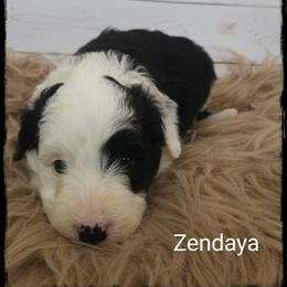 Zendaya - Black and white female Sheepadoodle puppy in Farley, Iowa from Iowa's Doodle Co.
