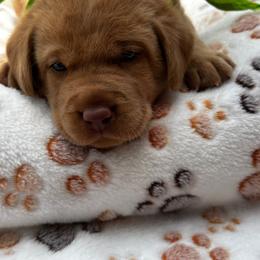 Lime green collar - Fox red male Dilute Retriever puppy in Douglass, Kansas from JP Kennels, LLC
