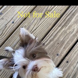 Duke - Yorkshire Terrier