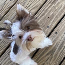 Duke - Yorkshire Terrier