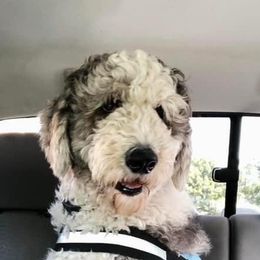 Kevin - Sheepadoodle