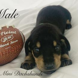 Dachshund Puppies from Marissa's Dachshunds (BooneDox Mini Dachshunds)