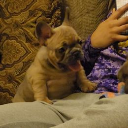French Bulldog Puppies from Charles Frenchies