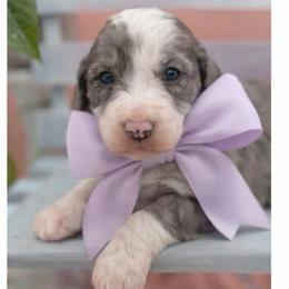 Ally - Blue merle female Sheepadoodle puppy in Willacoochee, Georgia from Kitandkboodle's Doodles
