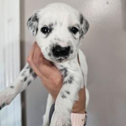 Moon Shoes - White and black male Dalmatian puppy in Gray, Georgia from Fuller Spots