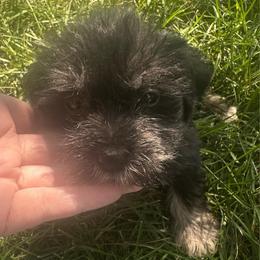 Girl 6 - Black female Miniature Schnauzer puppy in West Point, Nebraska from Canyon Rose Schnauzers