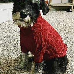 Miniature Schnauzers from Daniel Morlan