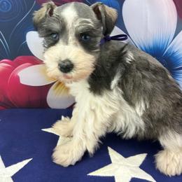 Nala - Parti female Miniature Schnauzer puppy in Sylvania, Georgia from Southern Sky Miniature Schnauzers