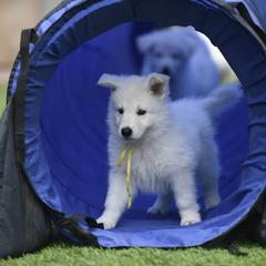 Berger Blanc Suisse Puppies from Absolute Dream White Swiss Shepherds
