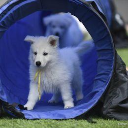 Berger Blanc Suisse Puppies from Absolute Dream White Swiss Shepherds