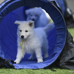Berger Blanc Suisse Puppies from Absolute Dream White Swiss Shepherds