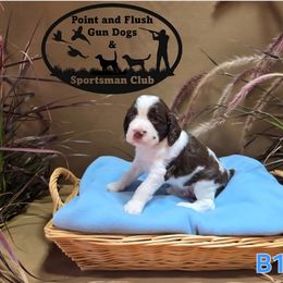 Boy 1 - Liver and white male English Springer Spaniel puppy in Potosi, Wisconsin from Point and Flush Gun Dogs