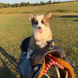 Creek - Sable male Pembroke Welsh Corgi puppy in Flat Rock, Alabama from Fluffy Butt Acres