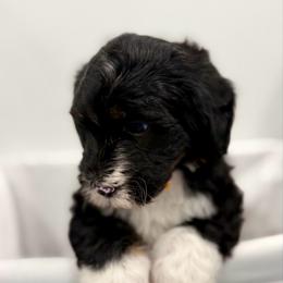 Elf - Tri-color male Bernedoodle puppy in Hegins, Pennsylvania from Bubbling Springs Doodles, LLC