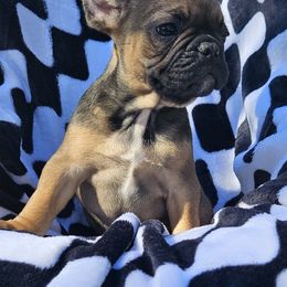 Girl 3 - French Bulldog puppy in Monterey, Louisiana from McaysKennels