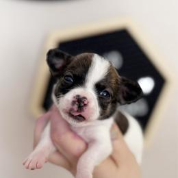 Charlie - Fawn brindled black male Chihuahua puppy in Harrison, Michigan from Cloud9 Chihuahuas