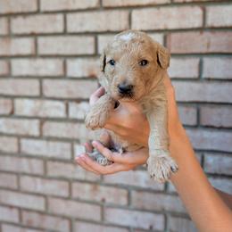 Orange - Apricot male Goldendoodle puppy in Prattville, Alabama from Jericho Junction Doodles and Poodles