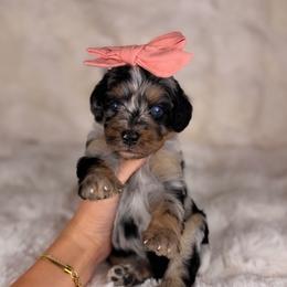Sundae BLUE EYES - female Australian Mountain Doodle puppy in Sweetwater, Florida from Sandy Snout Doodles
