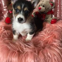 Pembroke Welsh Corgi Puppies from McFadden's Corgis