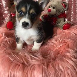 Pembroke Welsh Corgi Puppies from McFadden's Corgis